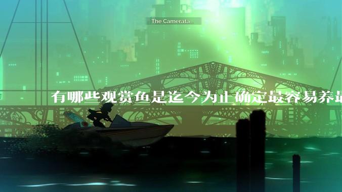 有哪些观赏鱼是迄今为止确定最容易养最不容易死的？